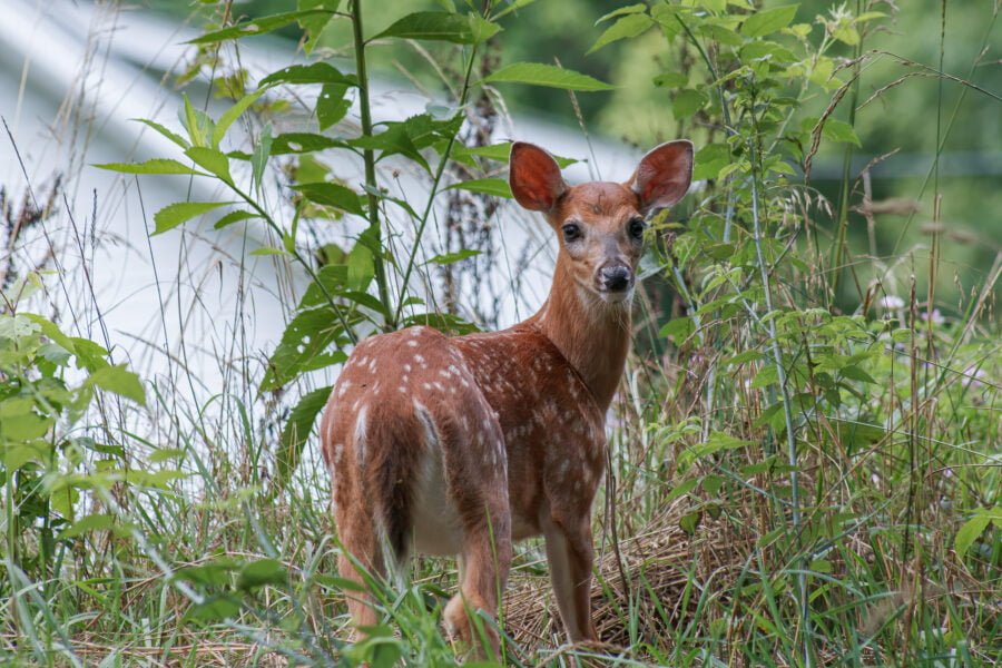 Whitetail Deer Fawn Looking Back