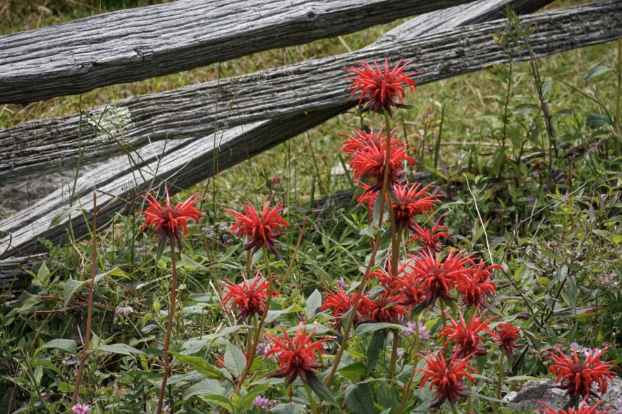 Bee Balm Along Old Wooden Fence