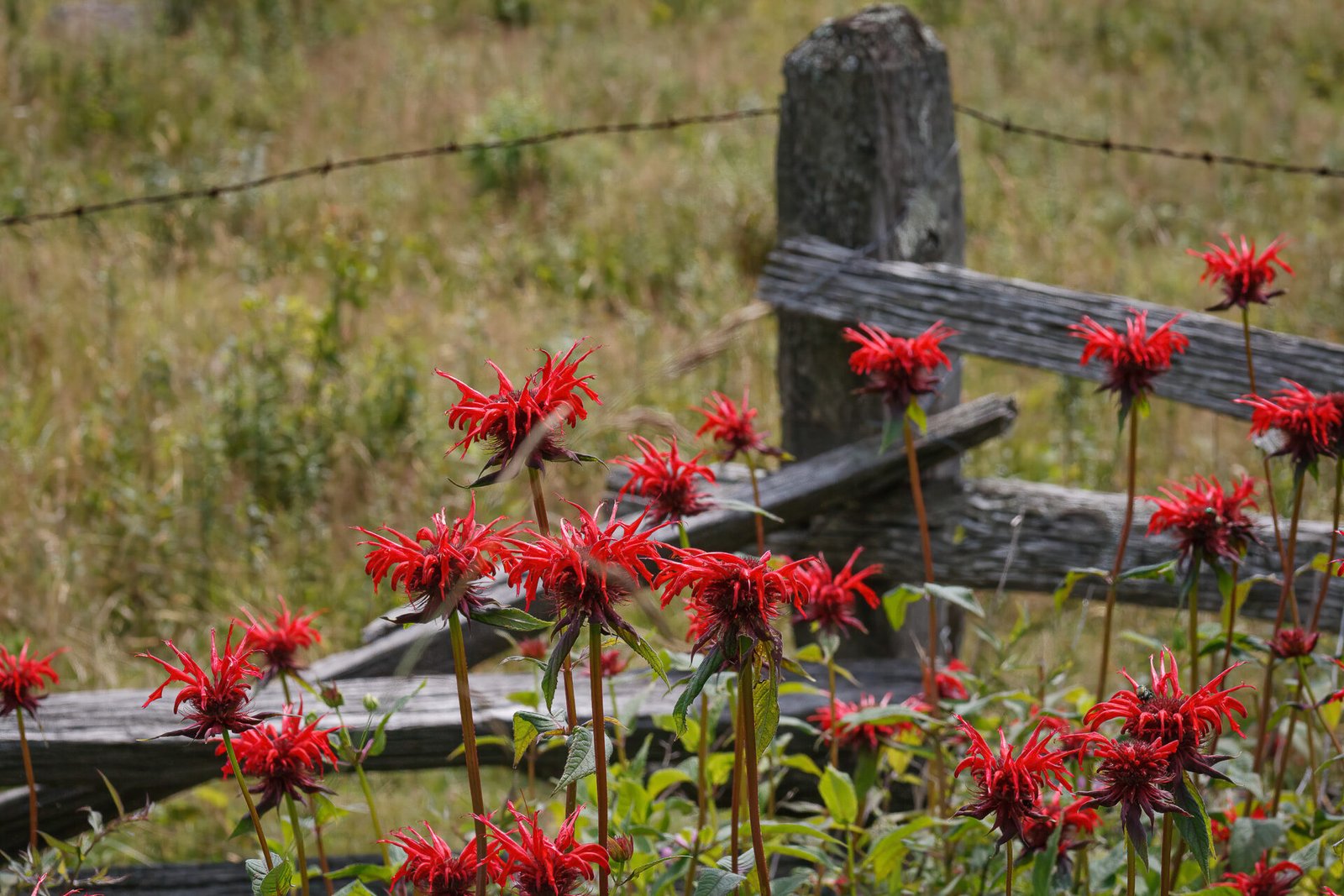 Bee Balm Along Old Wooden Fence Corner