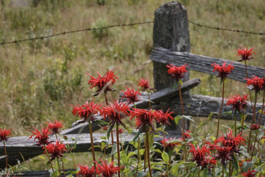 Bee Balm Along Old Wooden Fence Corner