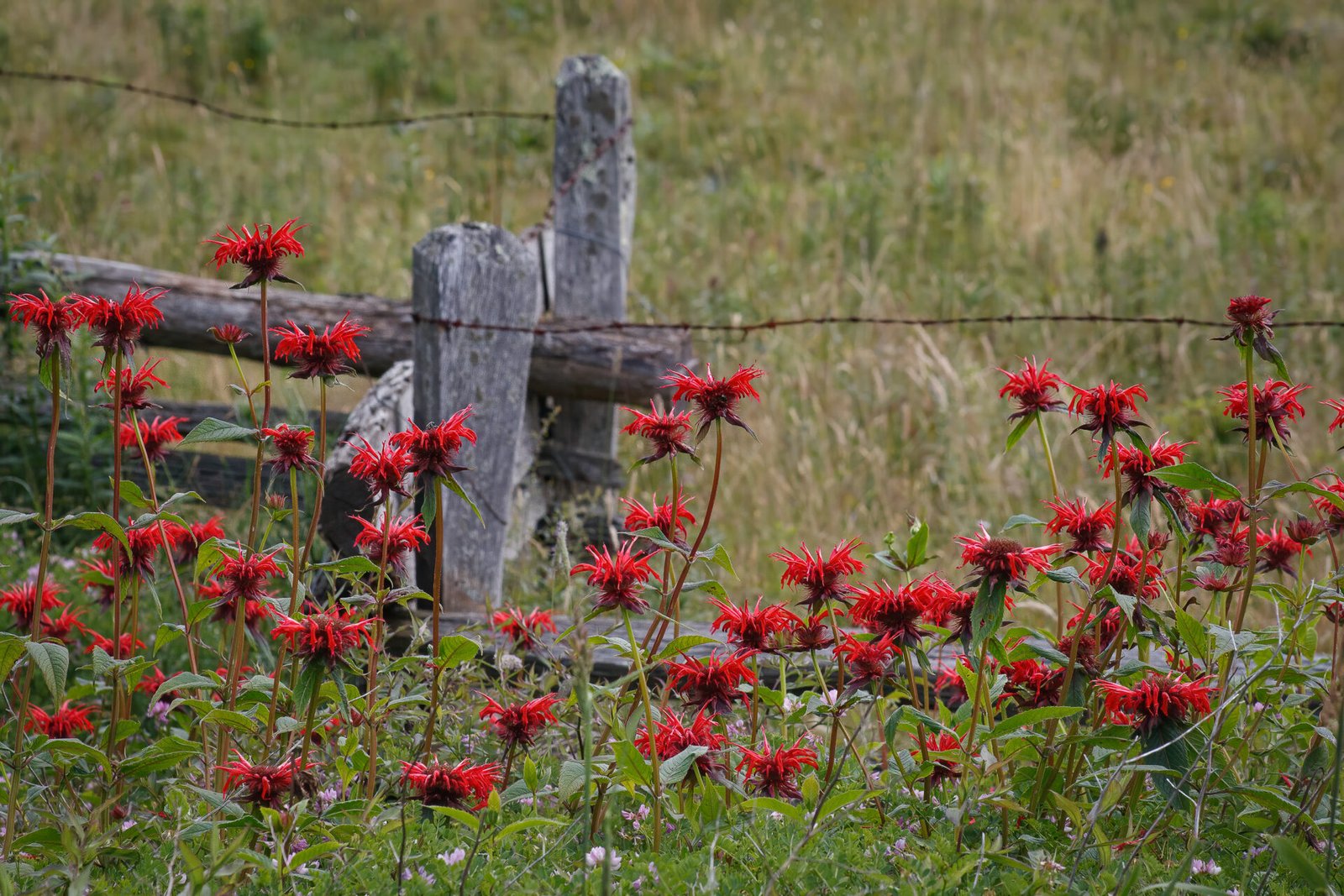 Bee Balm Along Old Wooden Barbed Wire Fence