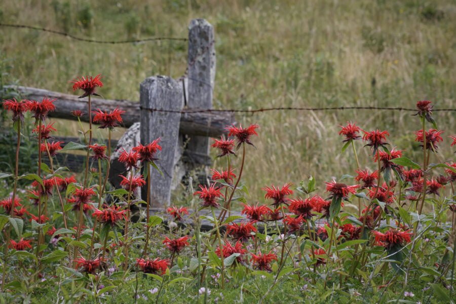 Bee Balm Along Old Wooden Barbed Wire Fence