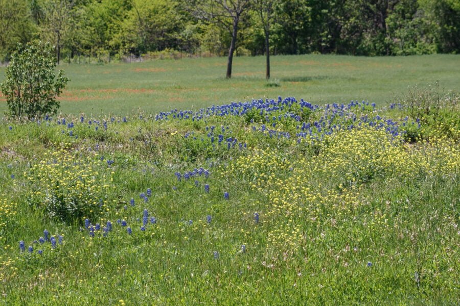 Bluebonnets And Yellow Bastard Cabbage In Field