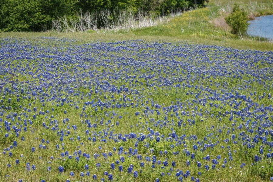 Bluebonnets In Field Along Small Lake