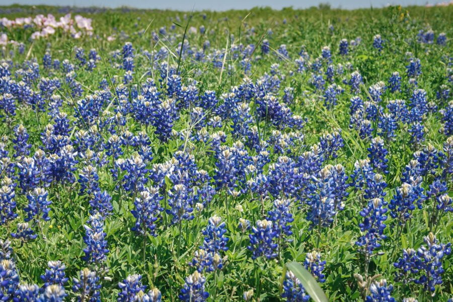 Closeup Of Bluebonnets With Evening Primrose