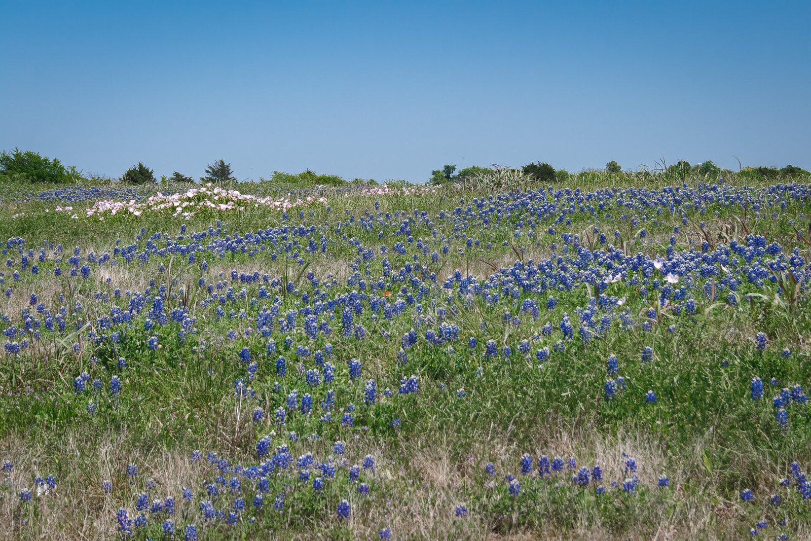 Field Of Bluebonnets And Evening Primrose