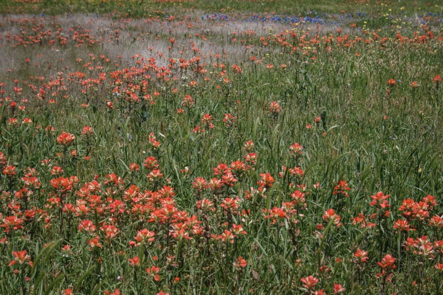 Indian Paintbrush With Bluebonnets In Field