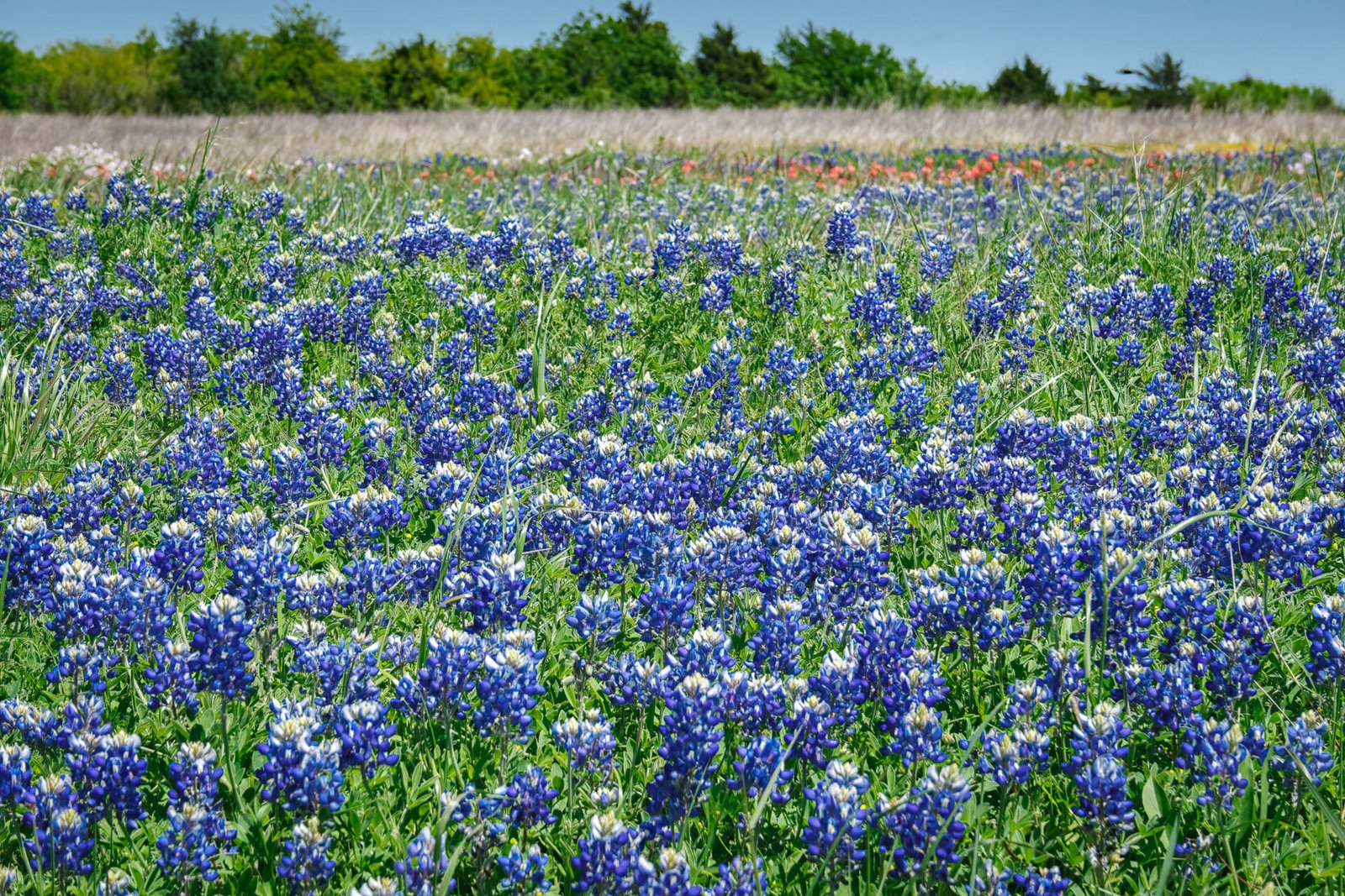 Bluebonnets And Indian Paintbrush In Field