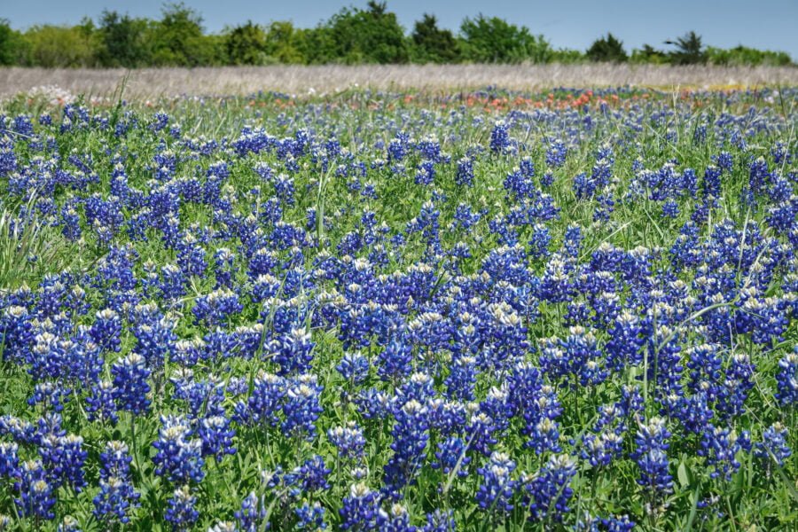 Bluebonnets And Indian Paintbrush In Field