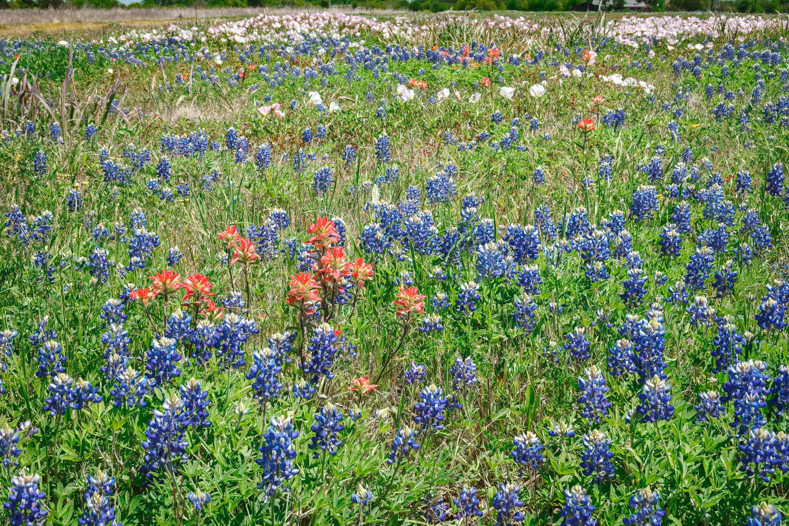 Bluebonnets With Indian Paintbrush And Evening Primrose