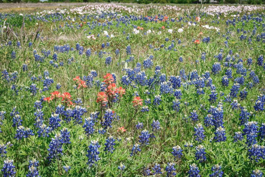 Bluebonnets With Indian Paintbrush And Evening Primrose