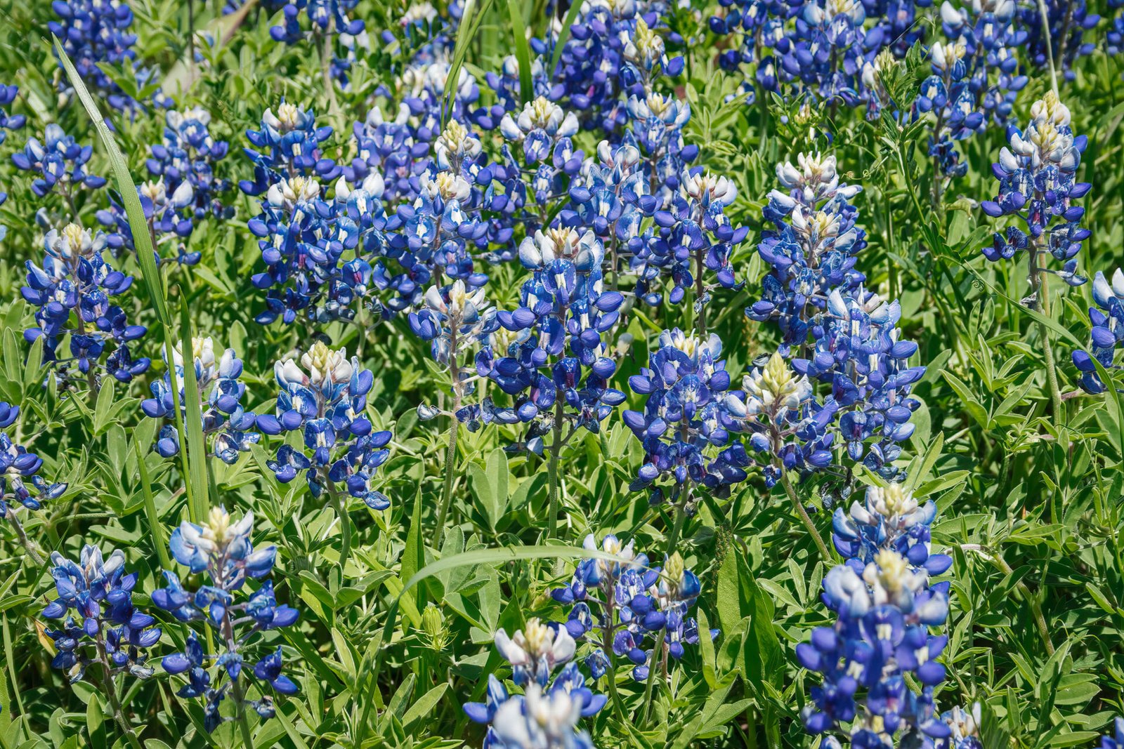 Closeup Of Bluebonnets