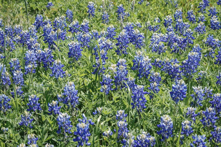 Field Of Bluebonnets Up Close