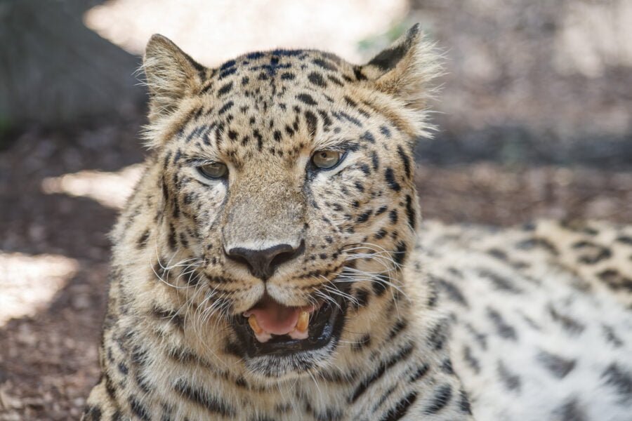 Leopard Relaxing Looking Ahead