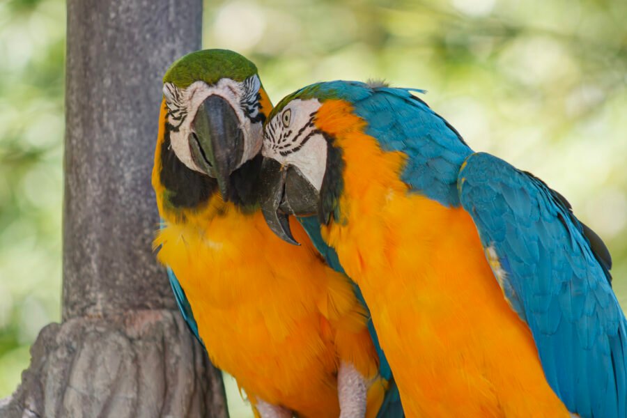 Blue And Gold Macaws Snuggling