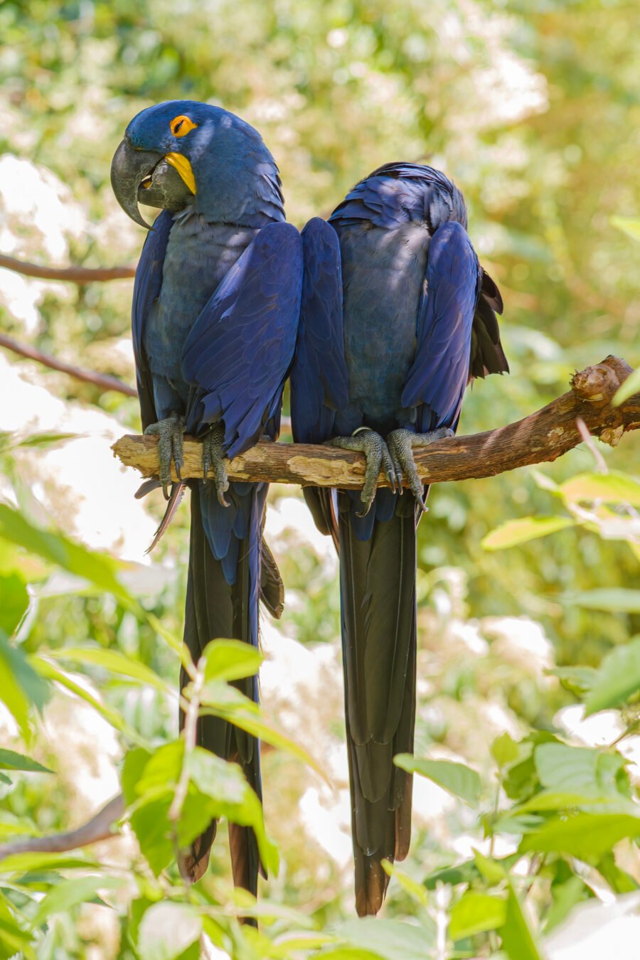 Hyacinth Macaws On Tree Branch