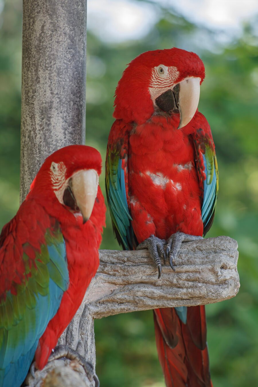 Red And Green Macaws On Tree Branch