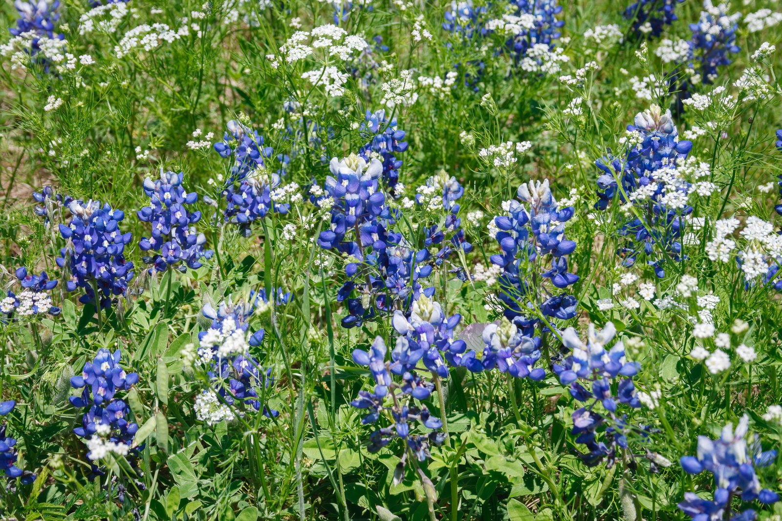 Bluebonnets And Bishops Weed Closeup