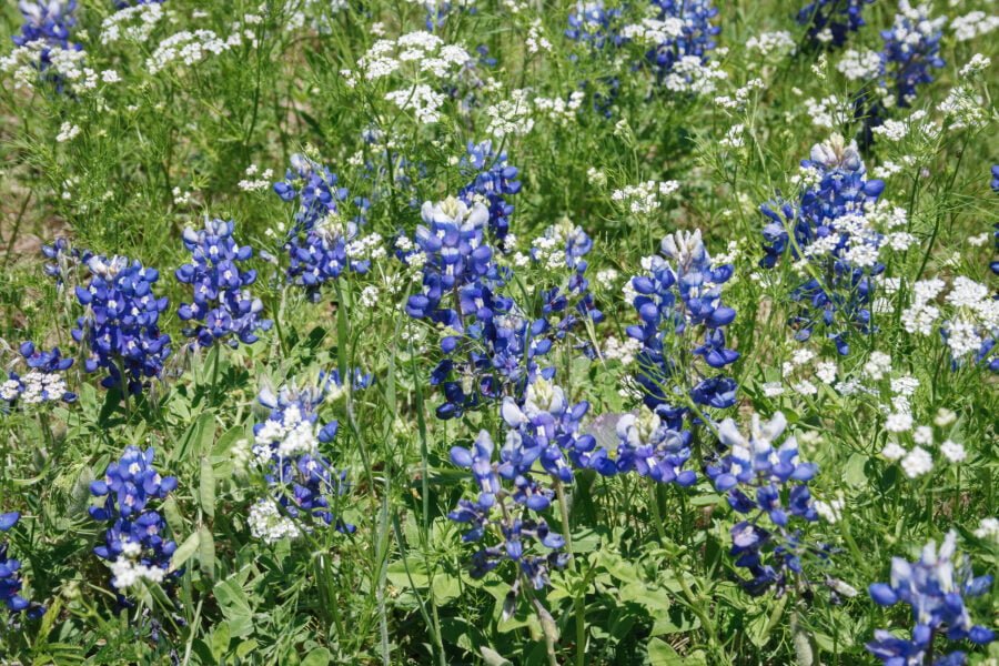 Bluebonnets And Bishops Weed Closeup