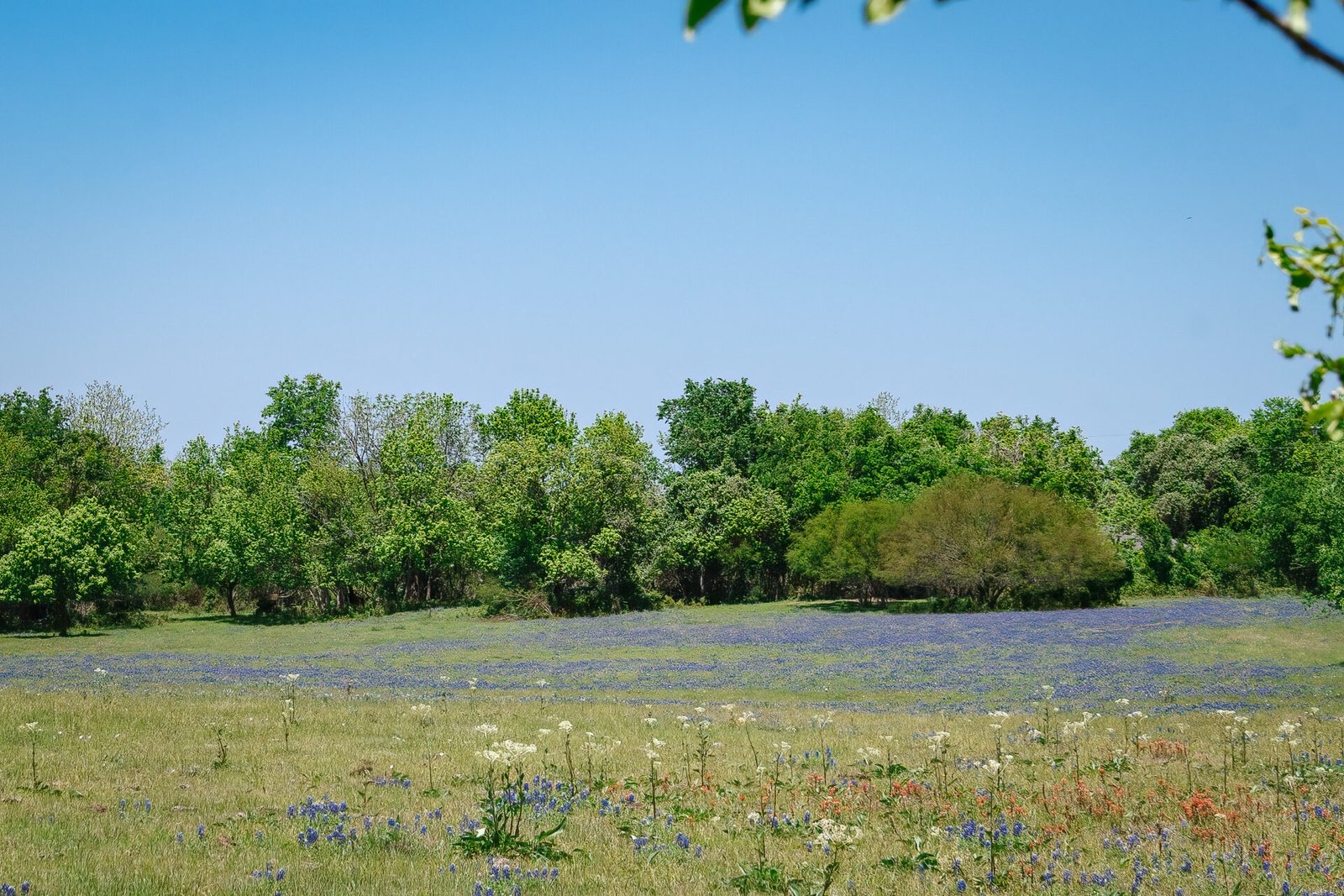 Large Field Of Bluebonnets And Other Wildflowers
