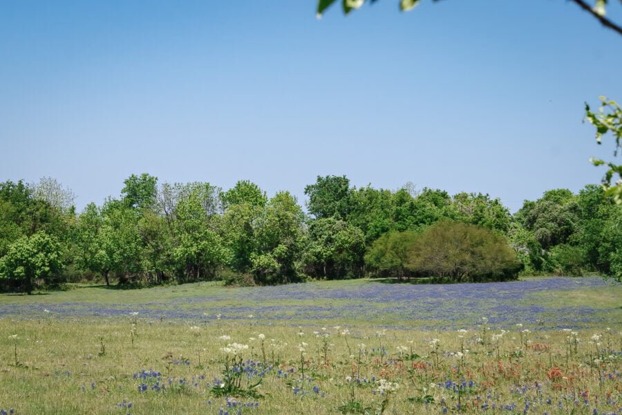 Large Field Of Bluebonnets And Other Wildflowers