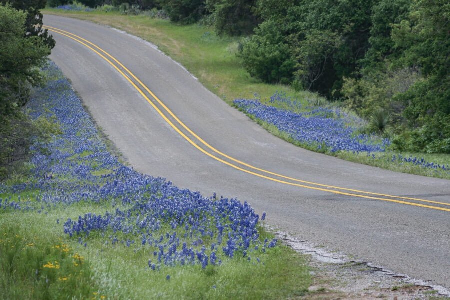 Bluebonnets Along Both Sides Of Highway In Hill Country