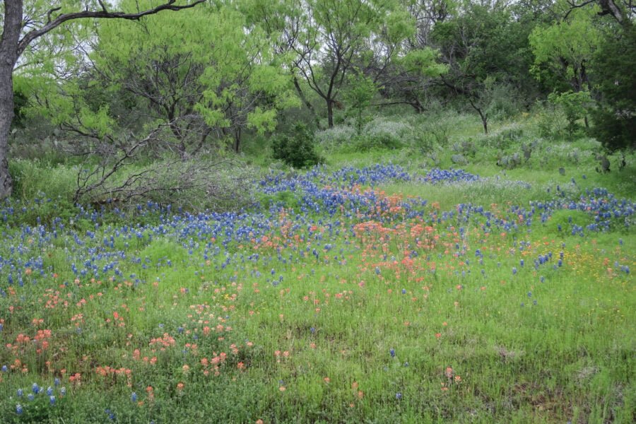 Bluebonnets And Indian Paintbrush In Grassy Area In Woods