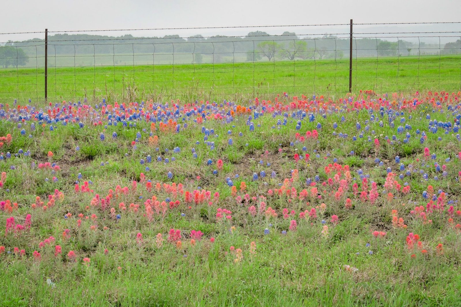 Bluebonnets And Prairie Paintbrush Along Fence