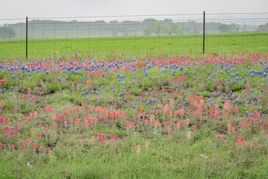 Bluebonnets And Prairie Paintbrush Along Fence