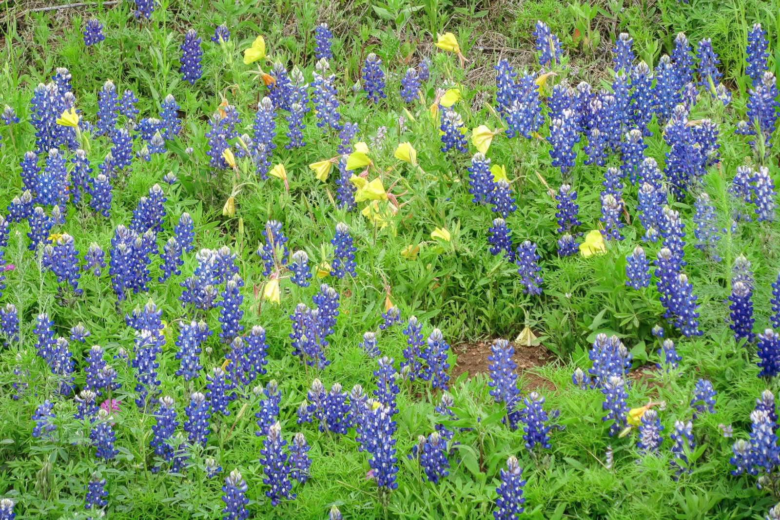 Bluebonnets And Western Primrose