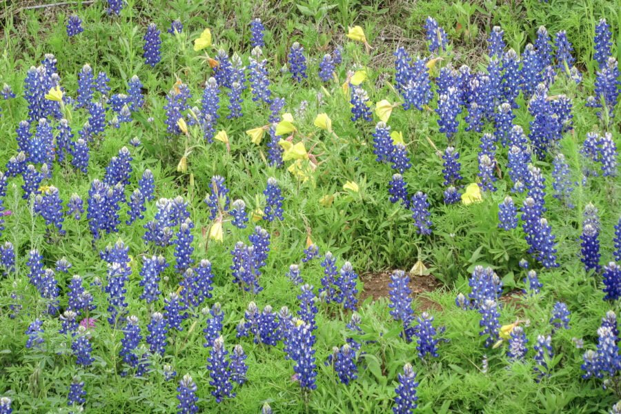 Bluebonnets And Western Primrose