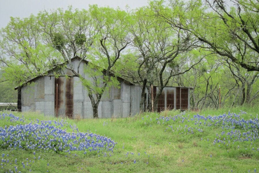 Bluebonnets Around Old Metal Barn