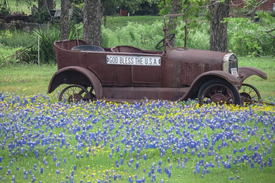 Bluebonnets Around Rusty Antique Car