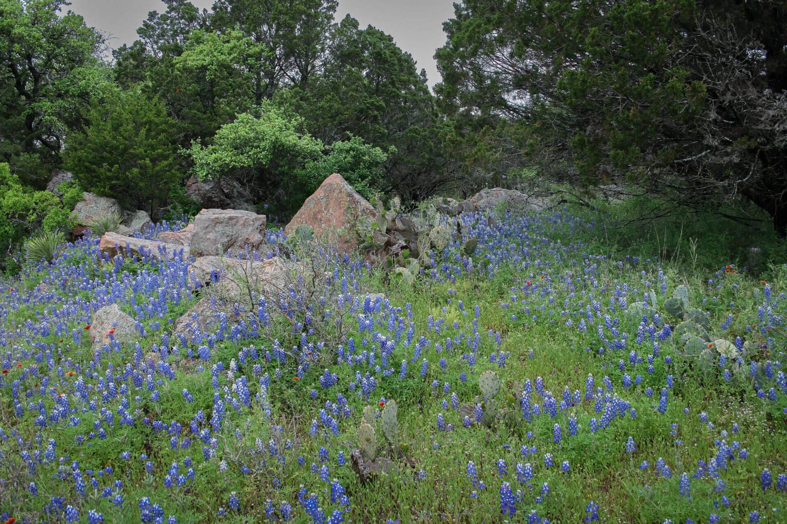 Bluebonnets Growing Along Cedar Trees And Large Rocks