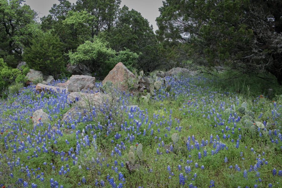 Bluebonnets Growing Along Cedar Trees And Large Rocks