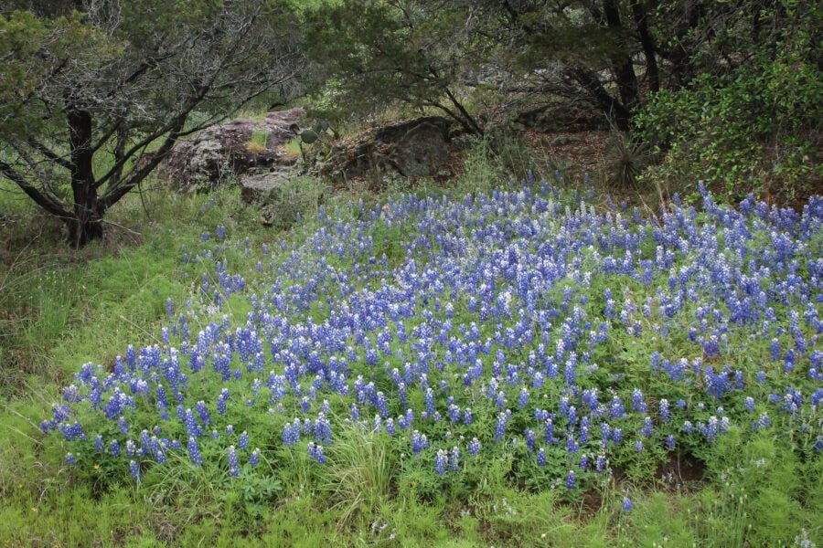 Bluebonnets Growing Along Edge Of Woods