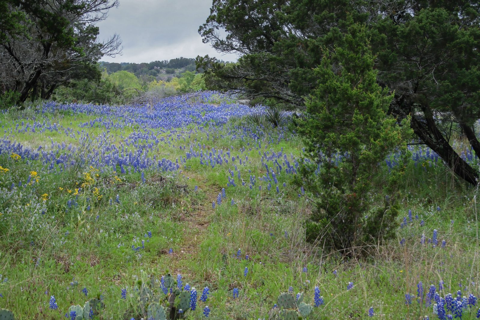 Bluebonnets Growing Along Path Through Hill Country