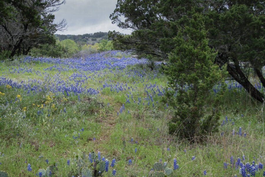 Bluebonnets Growing Along Path Through Hill Country