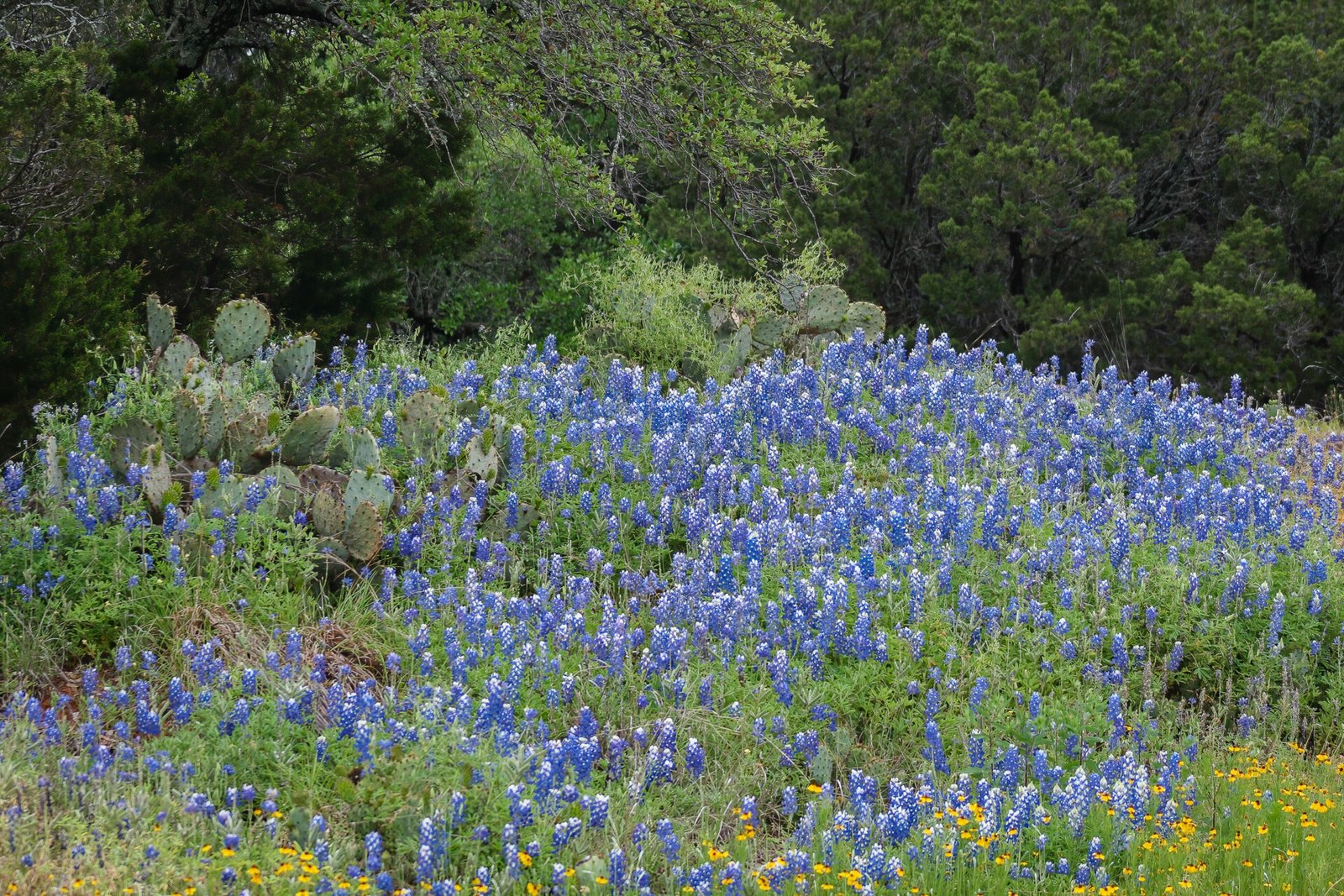 Bluebonnets On Hillside With Cactus And Blackeyed Susans