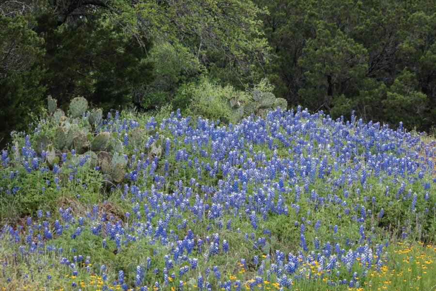 Bluebonnets On Hillside With Cactus And Blackeyed Susans