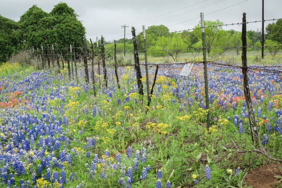 Bluebonnets Paintbrush And Other Wildflowers Along Fence