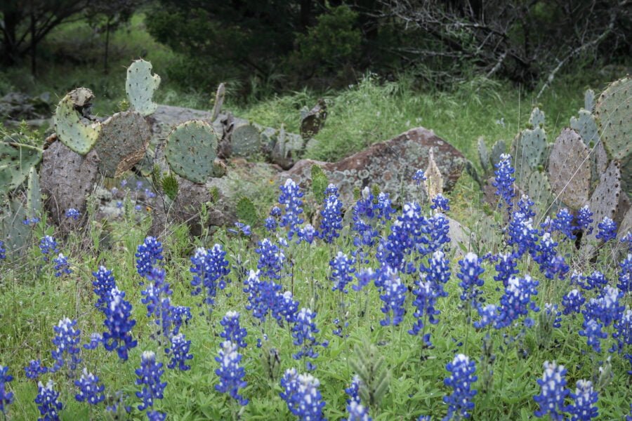 Bluebonnets Rocks And Large Cactus In Hill Country