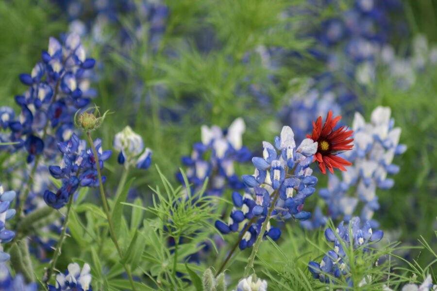 Closeup Of Bluebonnet And Red Blanket Flower