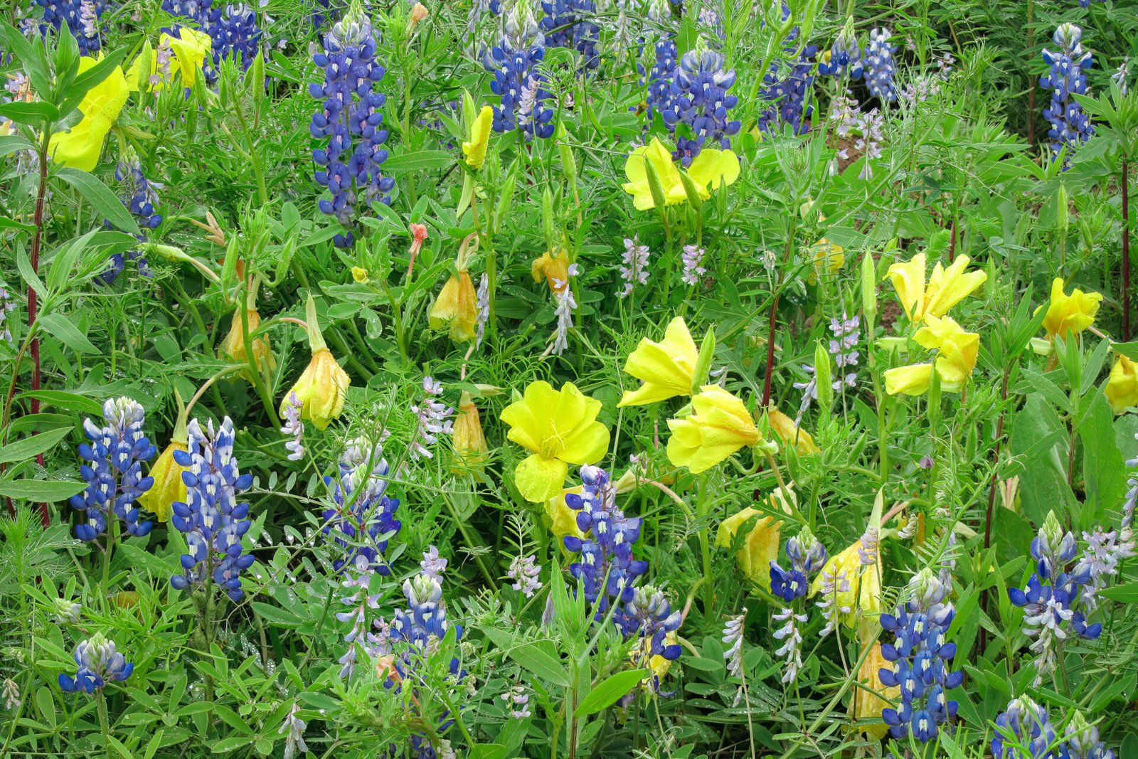 Closeup Of Bluebonnets And Western Primrose