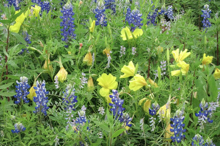 Closeup Of Bluebonnets And Western Primrose