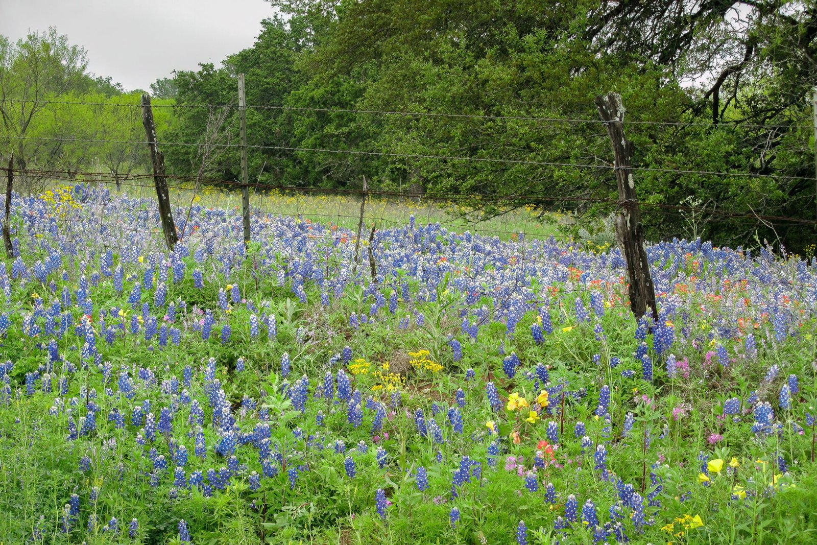 Old Barbed Wire Fence Lined With Bluebonnets And Other Wildflowers
