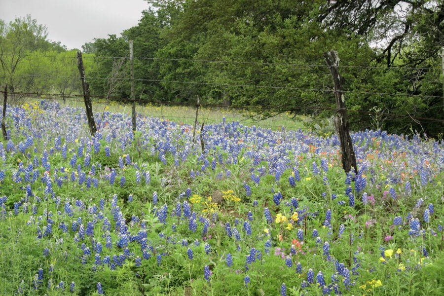 Old Barbed Wire Fence Lined With Bluebonnets And Other Wildflowe