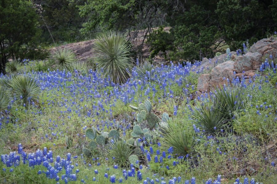 Rocky Hillside Covered With Bluebonnets