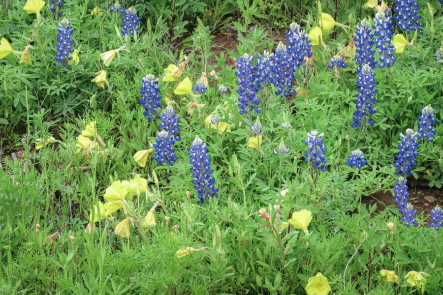 Western Primrose Flowers With Bluebonnets