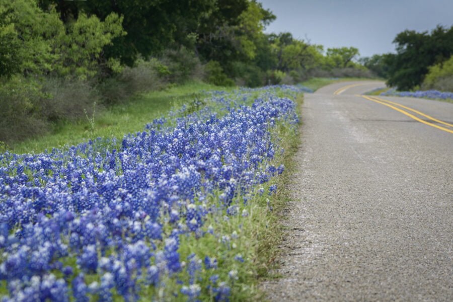 Bluebonnets Along Highway In Hill Country